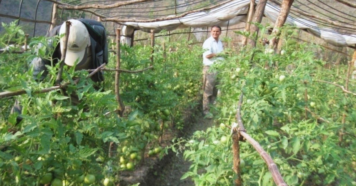 Tunnel farming at Selakhet, Bajhang